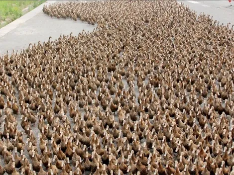 China enviará un ejército de 100.000 patos a Pakistán para combatir la plaga de langostas