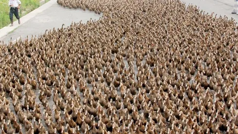 Un pato puede comer 200 langostas al día.