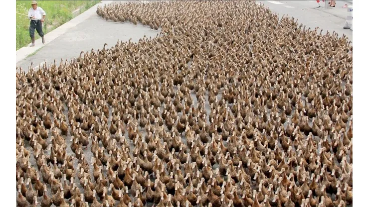 Un pato puede comer 200 langostas al día.