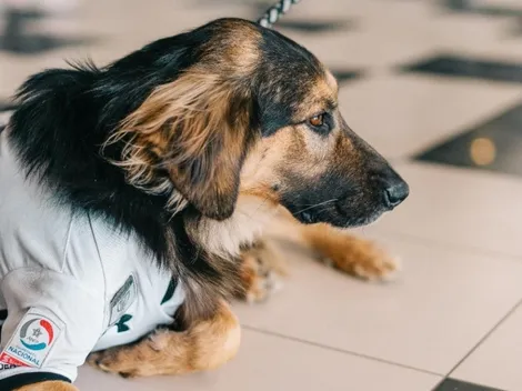Pesar en Colo Colo: muere Capitán, símbolo de la campaña de adopción