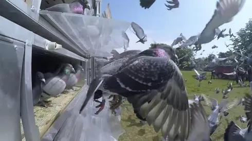 Carreras de palomas se convirtieron en el primer deporte en volver a Inglaterra tras la cuarentena ayudando a salir a la gente de la depresión