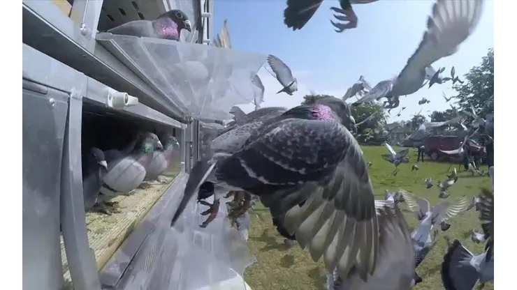 Carreras de palomas se convirtieron en el primer deporte en volver a Inglaterra tras la cuarentena ayudando a salir a la gente de la depresión