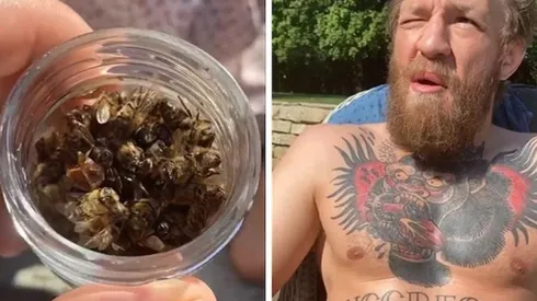 Conor McGregor suma una nueva locura a su lista y comió desde un frasco de abejas muertas
