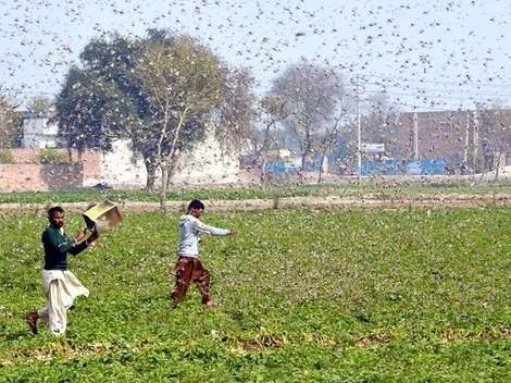 India sufre con la peor plaga de langostas de los últimos años