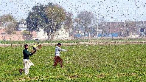 La plaga de Langosta se fue directo desde Pakistán a India.