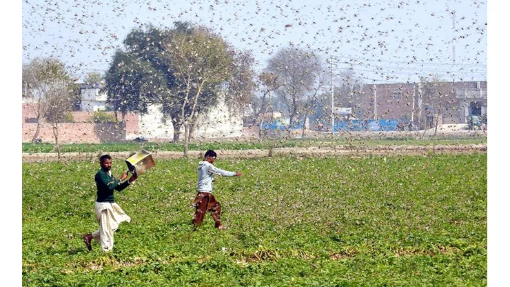 La plaga de Langosta se fue directo desde Pakistán a India.