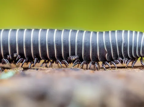 Científica descubre una nueva especie de hongo a través de Twitter