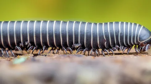 Un milpiés era el portador de un extraño hongo que se descubrió vía Twitter.