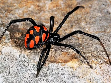 Niños dejan que los muerda una Viuda Negra para ser como Spider-Man