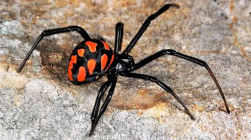 En Spider-Man el arácnido que lo pica se parece a la Latrodectus mactans o Viuda Negra.