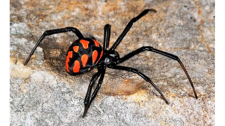 En Spider-Man el arácnido que lo pica se parece a la Latrodectus mactans o Viuda Negra.