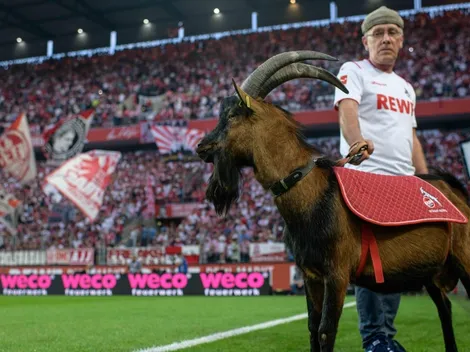 La mascota del Colonia no estará en la reanudación de la Bundesliga