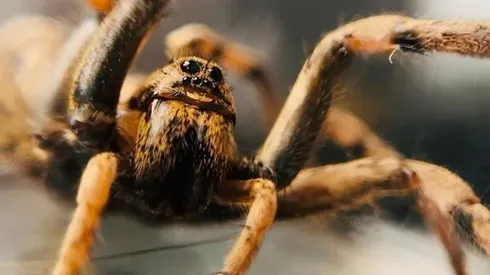 La Araña Lobo del Ártico pertenece a la familia Lycosidae .