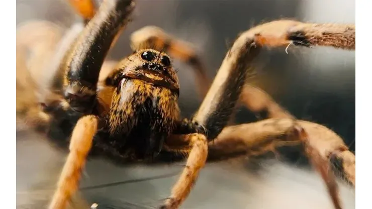 La Araña Lobo del Ártico pertenece a la familia Lycosidae .