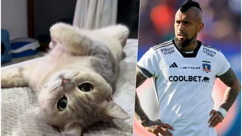 El King es el gato regalón de Arturo Vidal