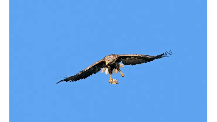 240 años pasaron para ver volar libre a un águila de cola blanca en Inglaterra.
