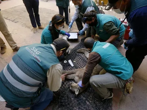 Servicio Agrícola y Ganadero captura un puma en vivienda de Colina