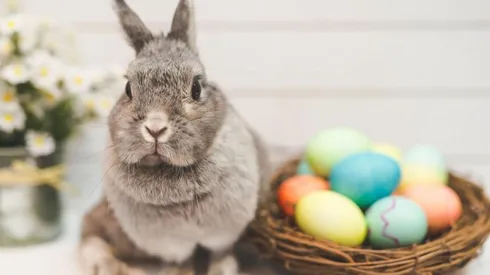 La tradición cuenta que el conejo se encarga de repartir los huevos de chocolate durante el Domingo de Resurrección.