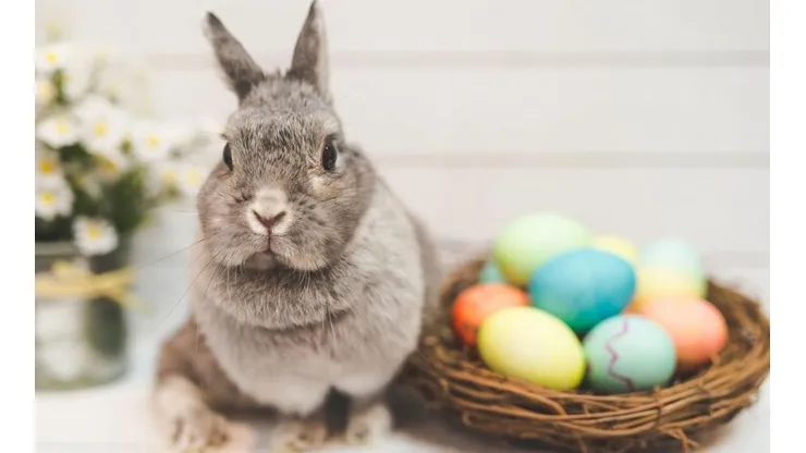 La tradición cuenta que el conejo se encarga de repartir los huevos de chocolate durante el Domingo de Resurrección.
