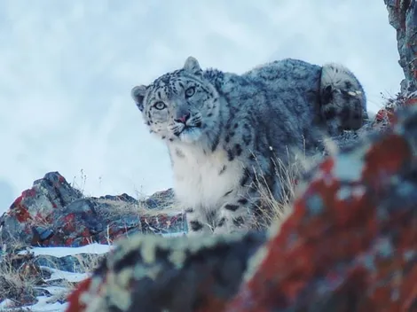 Avistan por primera vez en años a un leopardo de las nieves