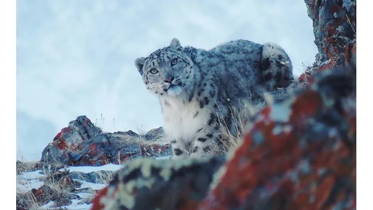 Esta leopardo de las nieves hembra fue captada en Rusia.