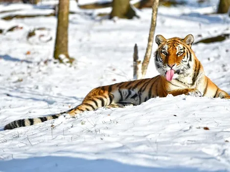 Cuidador contagió con coronavirus a tigres en el zoológico de Nueva York