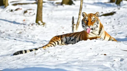 Los felinos hasta ahora no han mostrado complicaciones con el coronavirus.