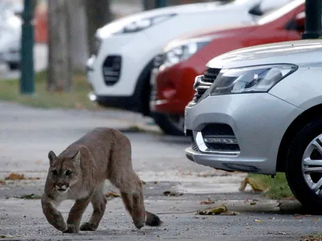 Puma chileno llega a la prensa inglesa en resumen de los animales que se toman las ciudades