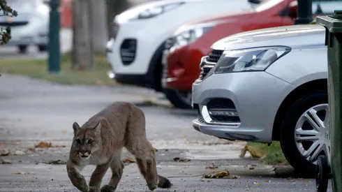 Uno de los pumas se paseó por Providencia y Ñuñoa.