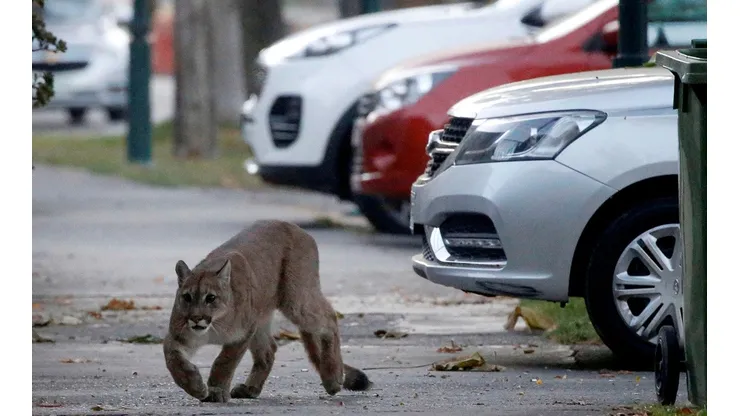 Uno de los pumas se paseó por Providencia y Ñuñoa.