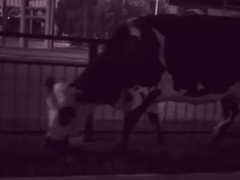 Un grupo de vacas se toma las calles de Quilpué en pleno toque de queda