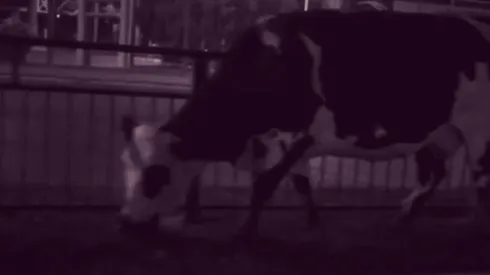 La escena fue captada por el diputado Diego Ibáñez.