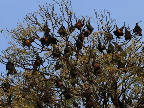 Intentan quemar cientos de murciélagos en Perú