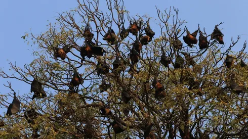 Los murciélagos fueron atacados con fuego por pobladores.