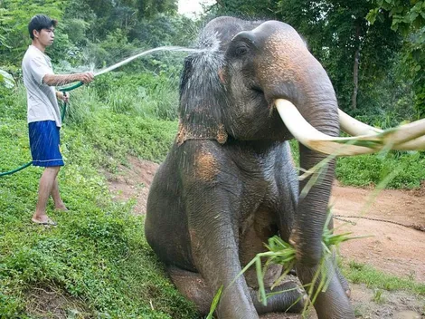 Caída del turismo en Tailandia pone en peligro a elefantes y sus parques