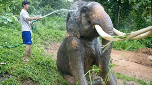 Los elefantes corren serio riesgo de ser raptados por la tala ilegal en Tailandia