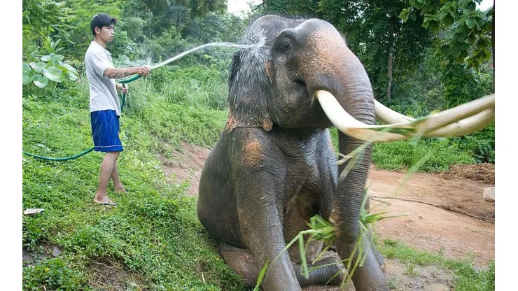 Los elefantes corren serio riesgo de ser raptados por la tala ilegal en Tailandia