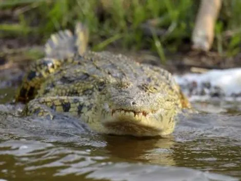 Viola cuarentena y es devorado por cocodrilo