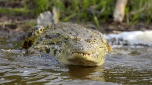 Los cocodrilos viven en muchos ríos que cruzan Ruanda.