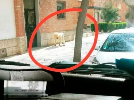 Hombre rompe la cuarentena y sale a la calle disfrazado de perro