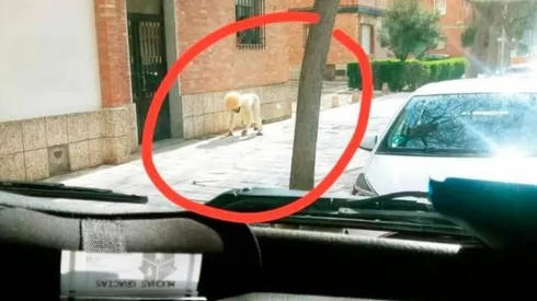 Hombre rompe la cuarentena y sale a la calle disfrazado de perro