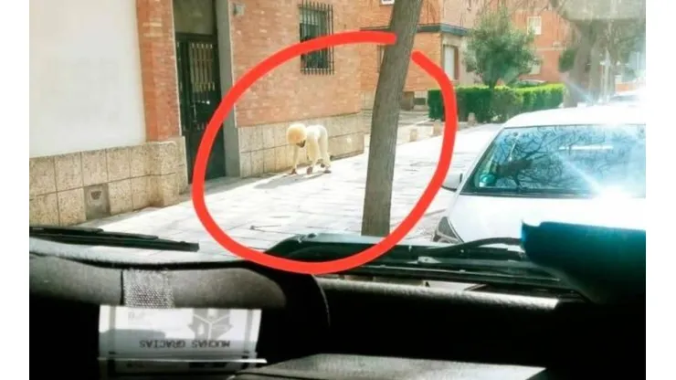 Hombre rompe la cuarentena y sale a la calle disfrazado de perro