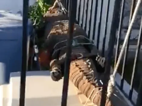 Insólito: encuentran cocodrilo de dos metros en un jardín en Rancagua