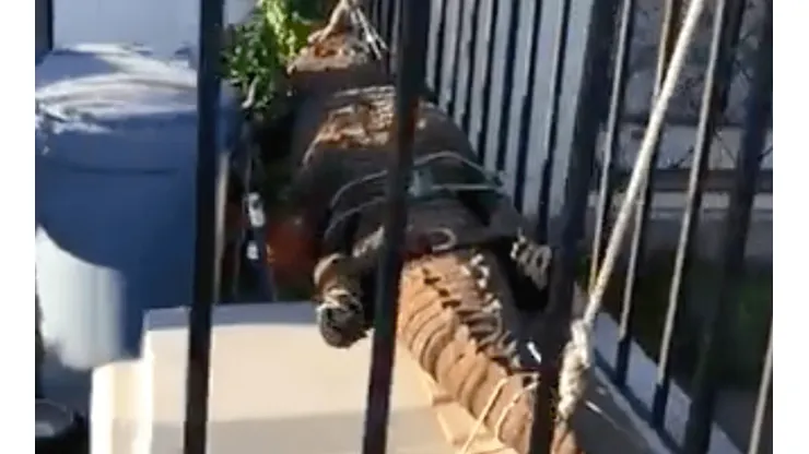 El cocodrilo estaba en pleno jardín en Rancagua