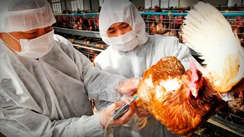 ¿Qué es la H5N6 o Gripe Aviar?