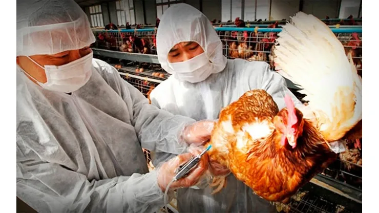 ¿Qué es la H5N6 o Gripe Aviar?