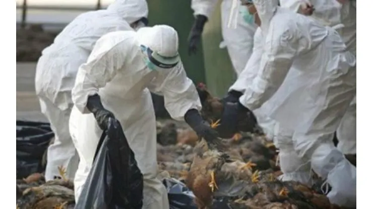 La cepa H5N6 de gripe aviar apareció por primera vez en 2014.