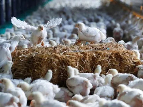 Se confirma un caso de H5N6 en Filipinas