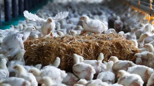 Se confirma un caso de H5N6 en Filipinas