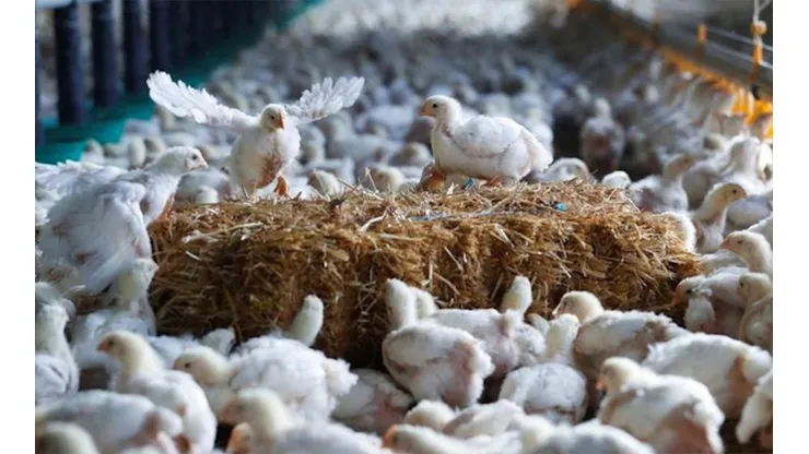 Se confirma un caso de H5N6 en Filipinas